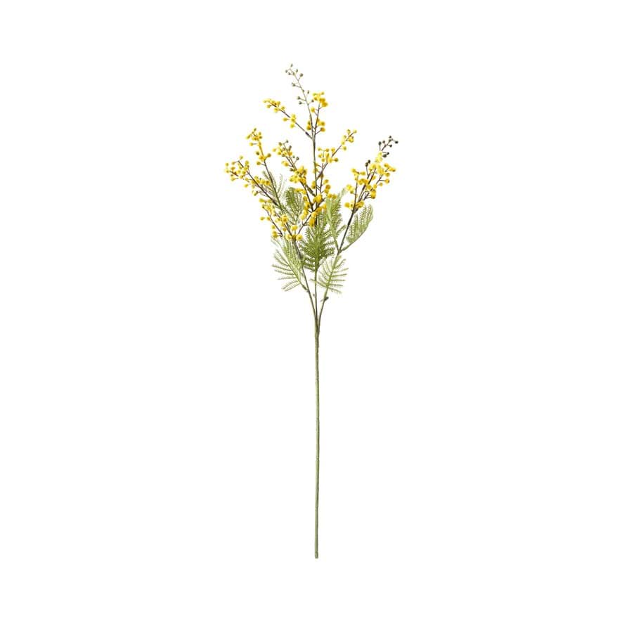 Home Republic - Native Yellow Wattle Stem | Adairs