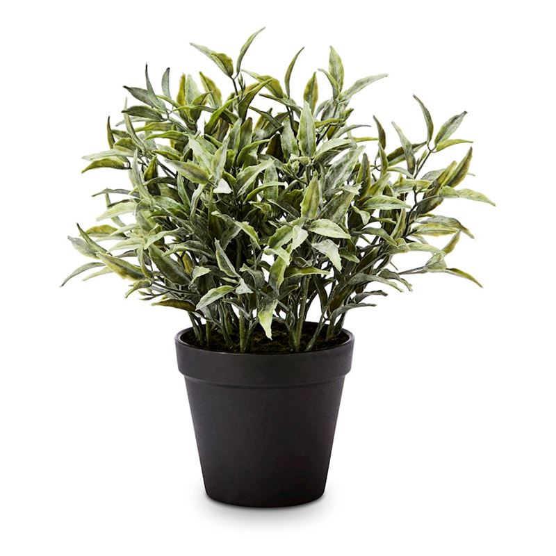 Willow Silver Green Potted Fern