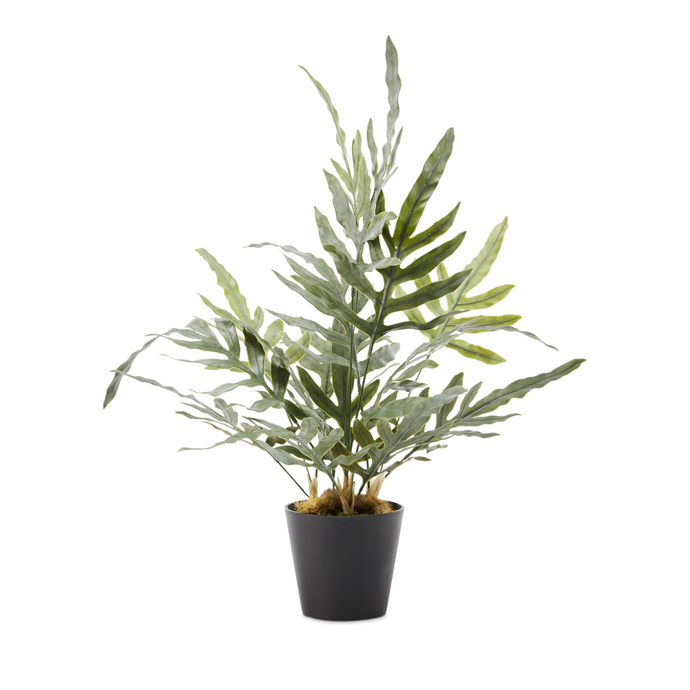 Silver & Green Potted Kangaroo Fern | Adairs