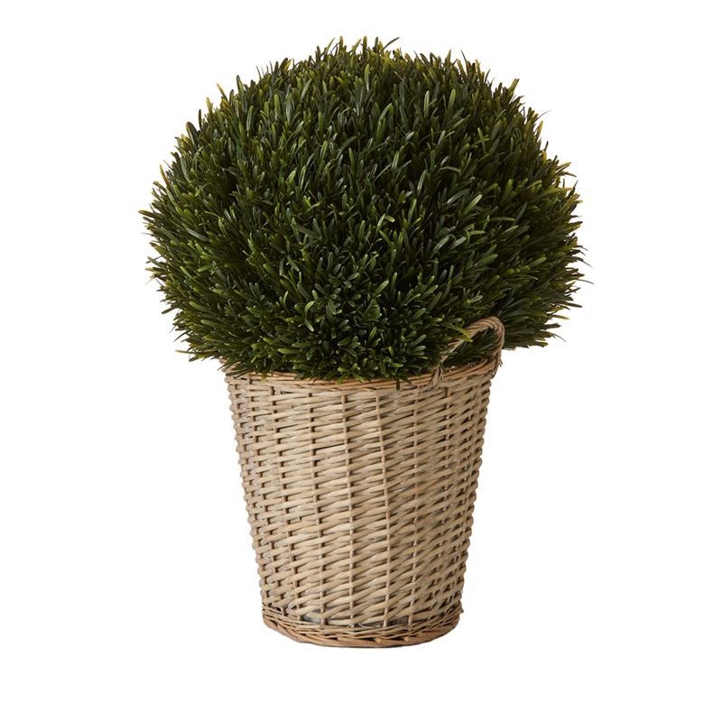 Green Rosemary in Basket