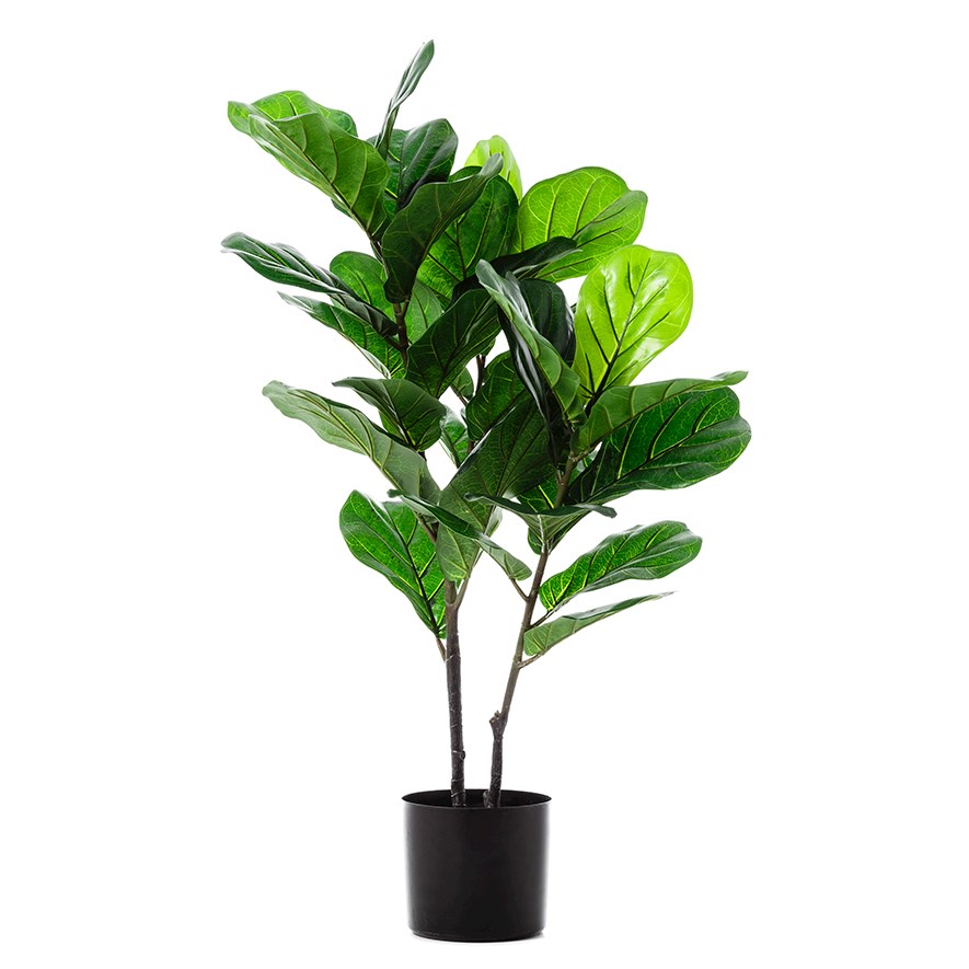 Fiddle Fig Potted Plant 100cm | Adairs