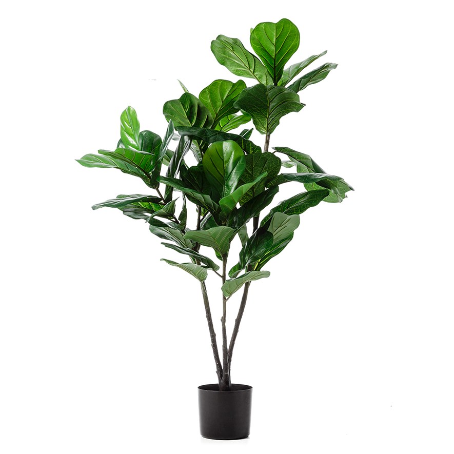 Fiddle Fig Potted Plant 120cm | Adairs