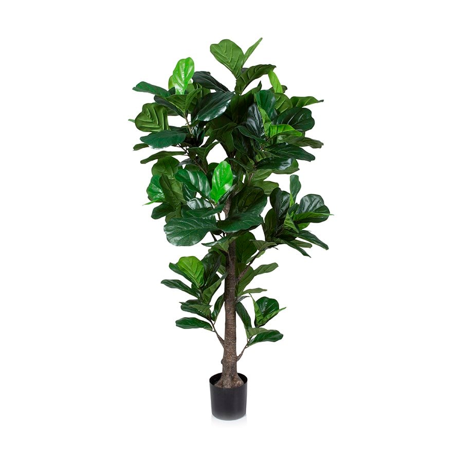 Fiddle Fig Potted Plant - Homewares - Pots & Plants - Adairs Online