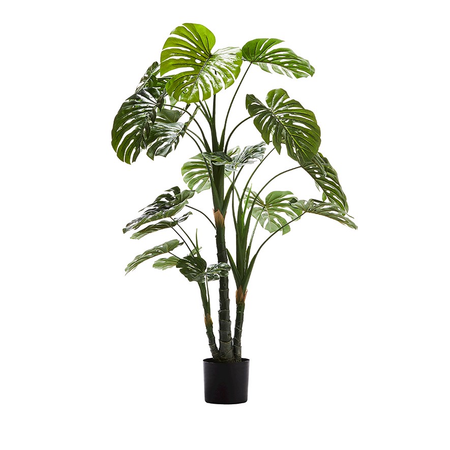 Monstera 3 Stem Potted Plant 150cm | Adairs