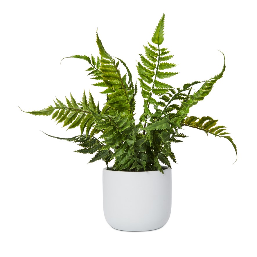 Lennox White & Green Fishbone Potted Fern | Adairs