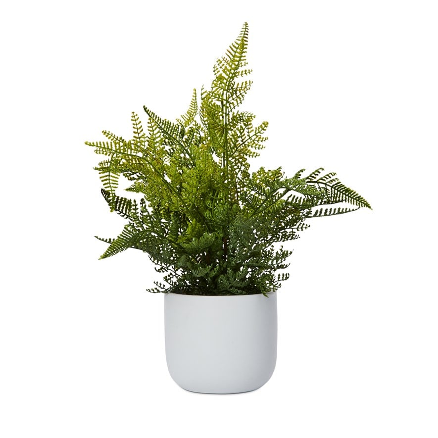 Lennox White & Green Lace Potted Fern | Adairs