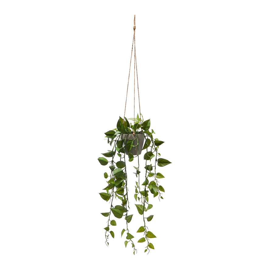 Ashton Hanging Devils Ivy Plant | Adairs