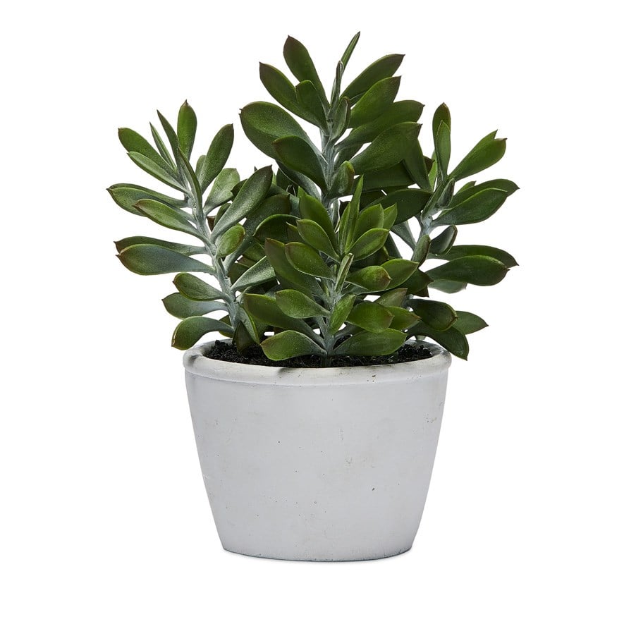 Toledo Green Succulent Plant | Adairs