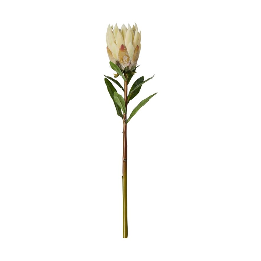 Native Stem Green King Protea | Adairs