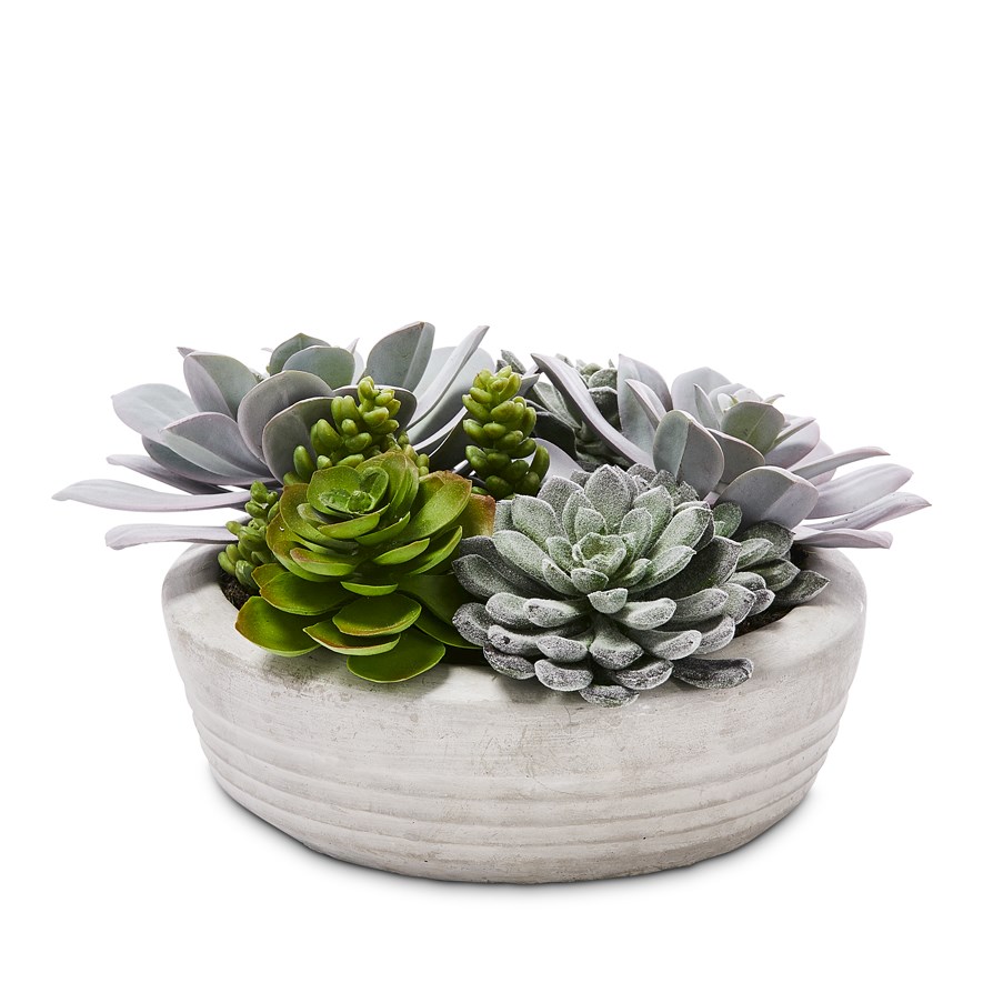 Home Republic - Gio Succulent Silver Green Round Garden | Adairs