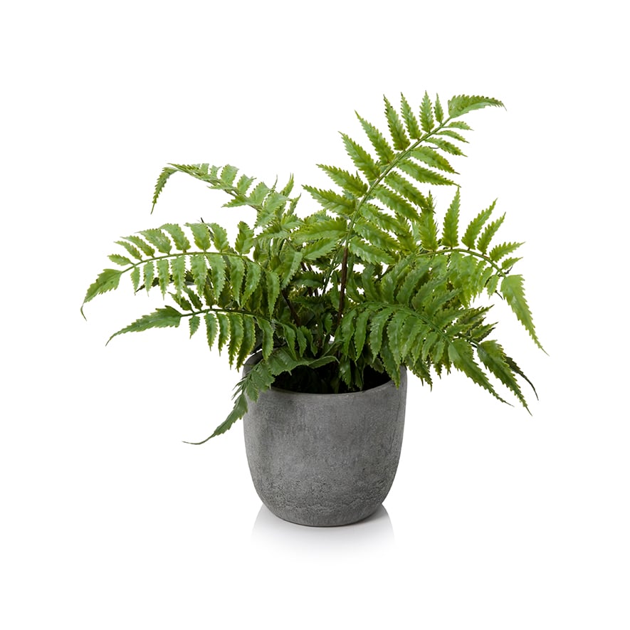 Byron Potted Fern Fishbone | Adairs