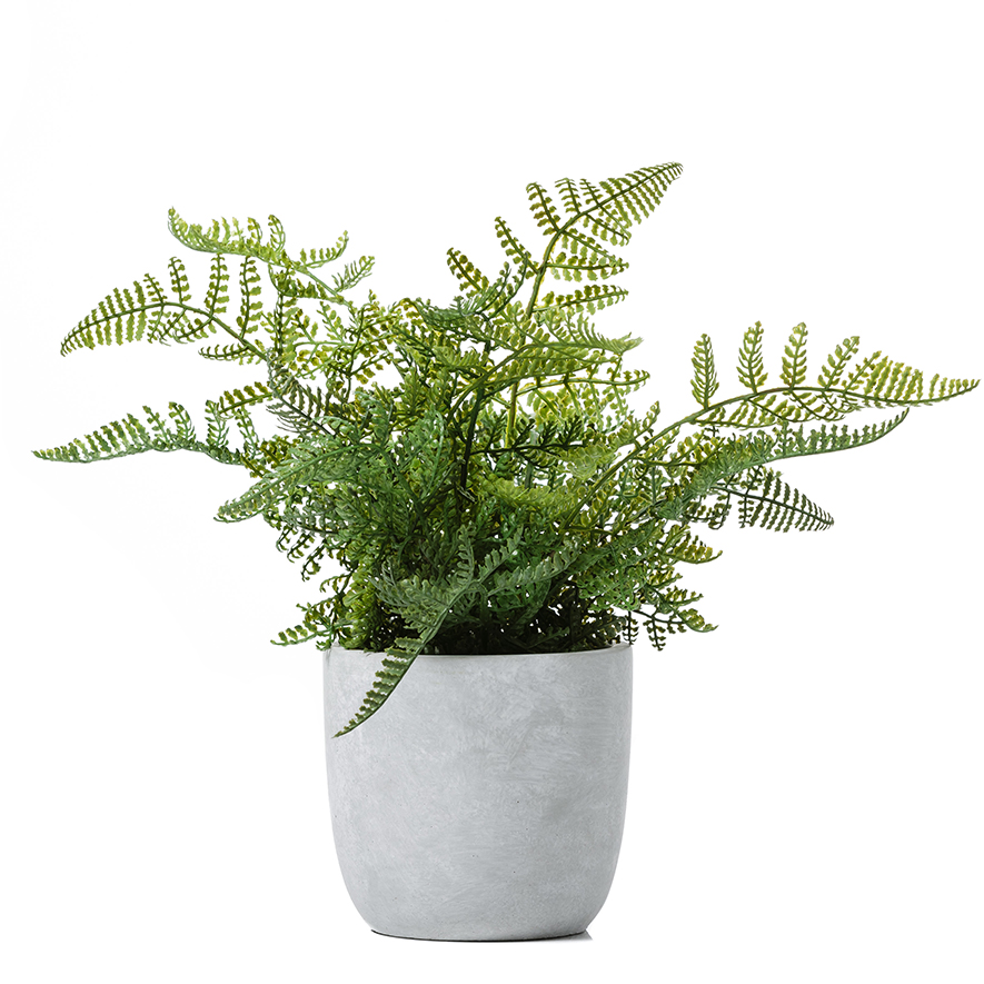 Home Republic - Lennox Potted Fern Lace | Adairs