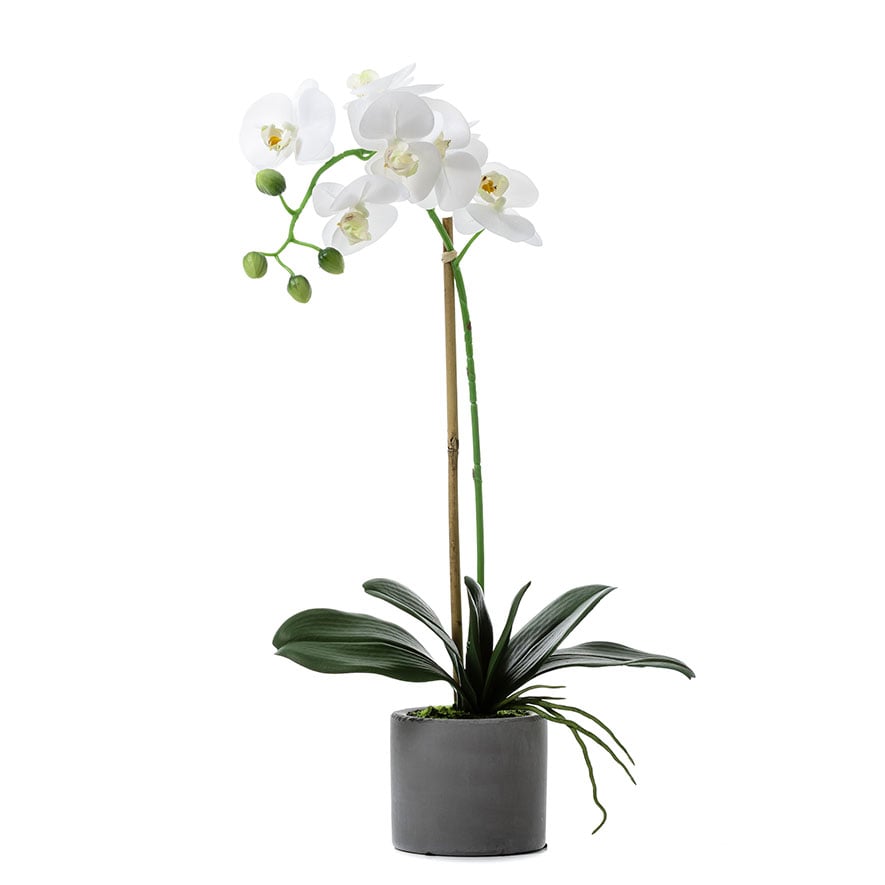 Mercer + Reid - Butterfly Orchid In Pot 1 Stem | Adairs